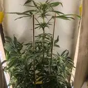 1st grow - GreenBox-