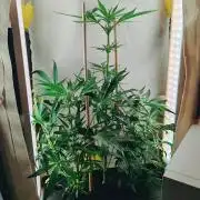 1st grow - GreenBox-