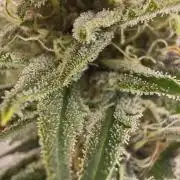 1st grow - GreenBox-