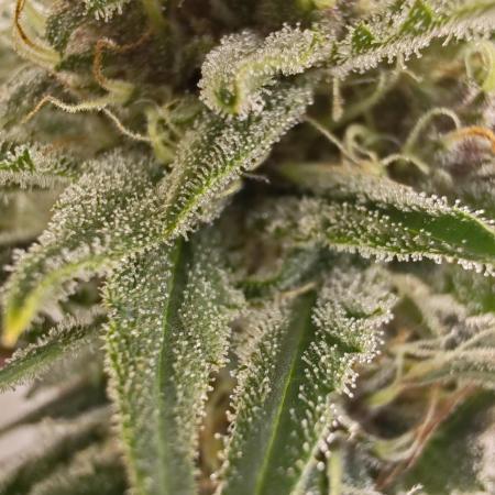 1st grow - GreenBox-