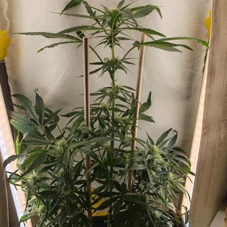 1st grow - GreenBox-
