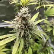 Grow mix