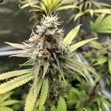 Grow mix