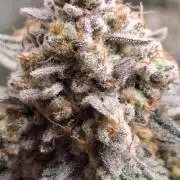 White Widow