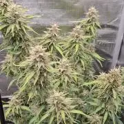 Super Skunk Automatics