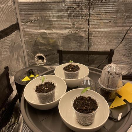 Blue Zushi x Forbidden Fruit Mixed