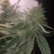 Blueberry
