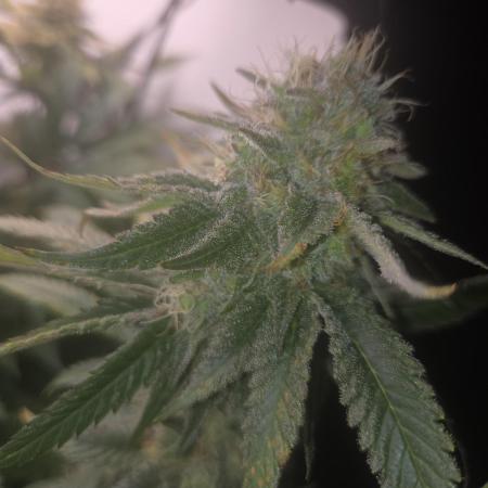 Blueberry