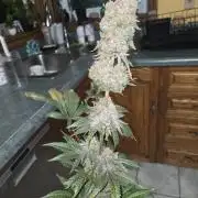Blueberry