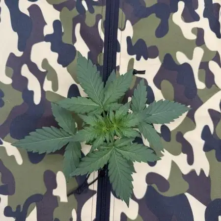 First grow GDP Auto