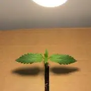 Homegrow