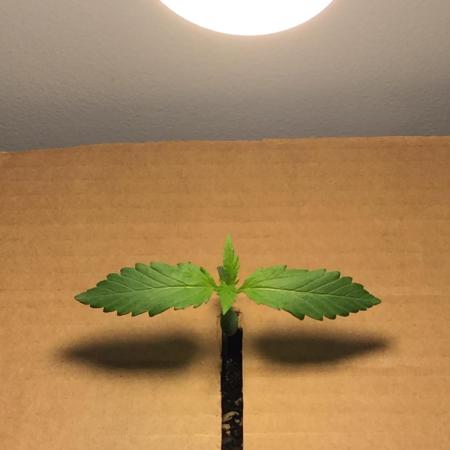 Homegrow