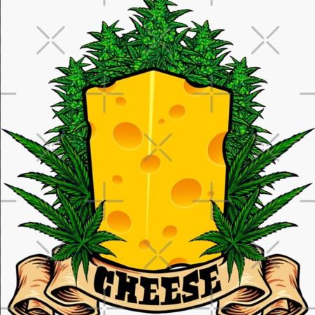Cheese 🧀