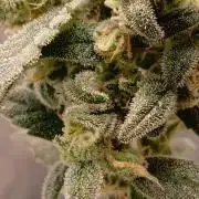 420 fastbuds