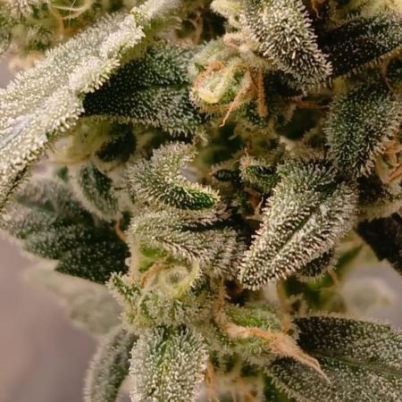 420 fastbuds