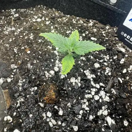 Gorilla cookies auto