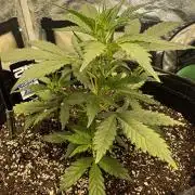 Gorilla cookies auto