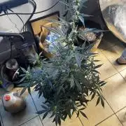 Gorilla cookies auto