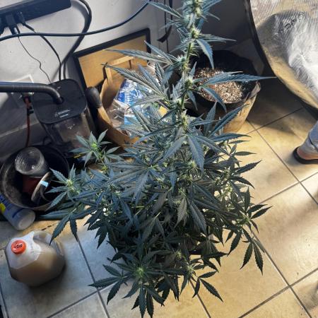 Gorilla cookies auto