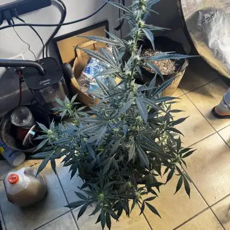 Gorilla cookies auto