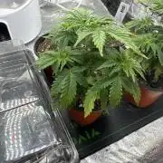 Galato grow first time growers