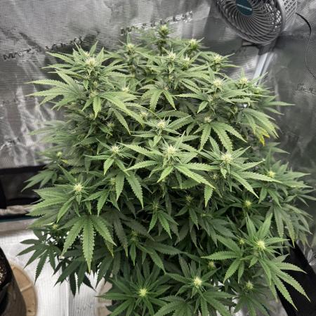 Galato grow first time growers