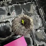 Galato grow first time growers