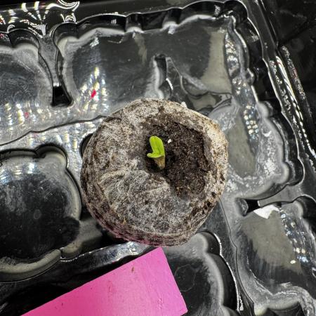 Galato grow first time growers