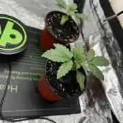 Galato grow first time growers
