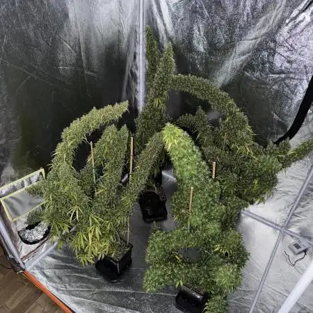 Filipino Kibungan from Khalifa Genetics