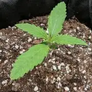 Micro-Grow: Wedding Cheescake FF