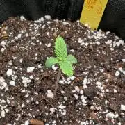 Micro-Grow: Wedding Cheescake FF