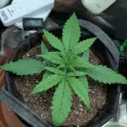 Micro-Grow: Wedding Cheescake FF