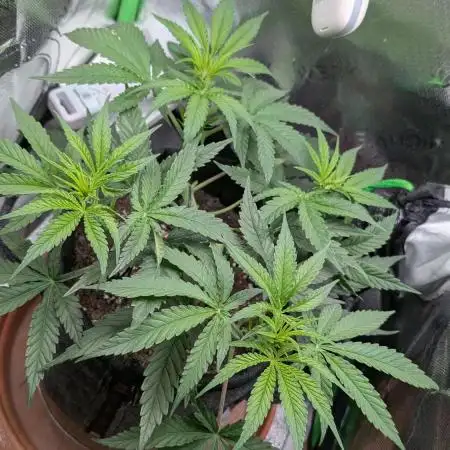 Micro-Grow: Wedding Cheescake FF