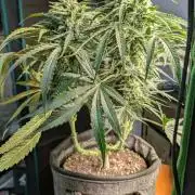 Micro-Grow: Wedding Cheescake FF