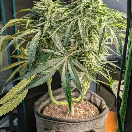 Micro-Grow: Wedding Cheescake FF