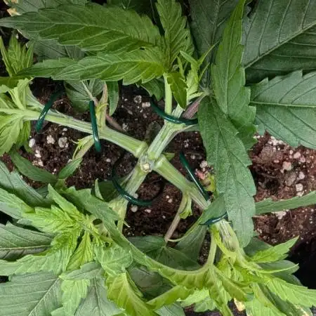 Micro-Grow: Wedding Cheescake FF