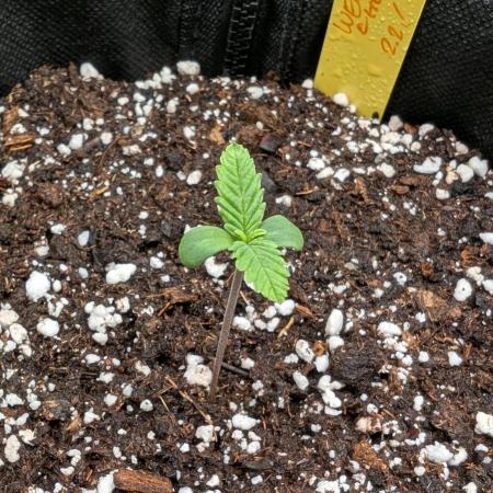 Micro-Grow: Wedding Cheescake FF