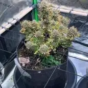 FastBuds Auto Grow 01/2026
