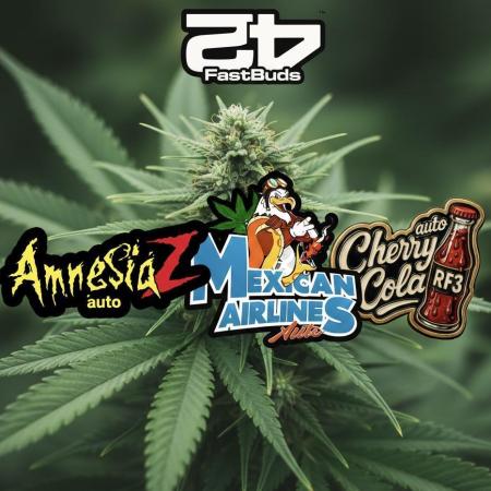 FastBuds Auto Grow 01/2026