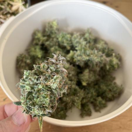 FastBuds Auto Grow 01/2026