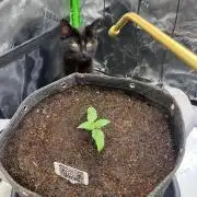 FastBuds Auto Grow 01/2026