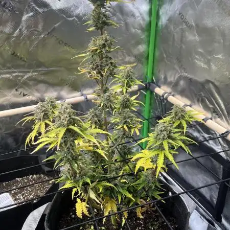 FastBuds Auto Grow 01/2026