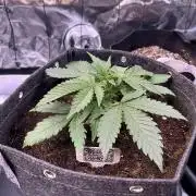 FastBuds Auto Grow 01/2026