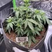 FastBuds Auto Grow 01/2026