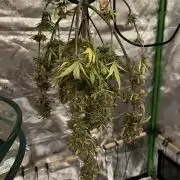 FastBuds Auto Grow 01/2026
