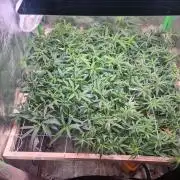 Did i get clones with HpLVD