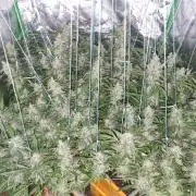 Did i get clones with HpLVD