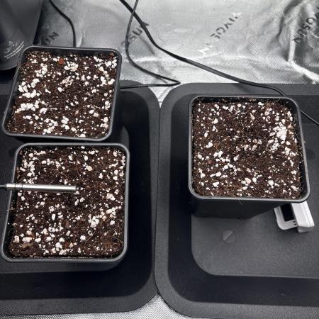 1 Purple Sunset     2 Shinigami