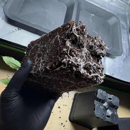 1 Purple Sunset     2 Shinigami